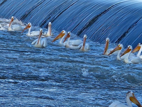 pelicans Wanawish Dam, W A 1.jpg